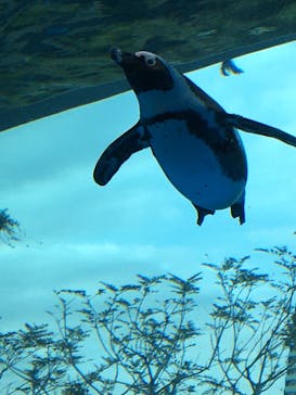 サンシャイン水族館に投稿された画像（2023/3/12）