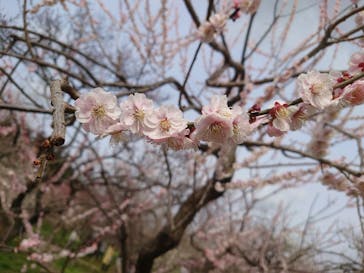 偕楽園本園に投稿された画像（2023/3/12）