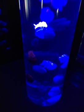 サンシャイン水族館に投稿された画像（2023/3/12）