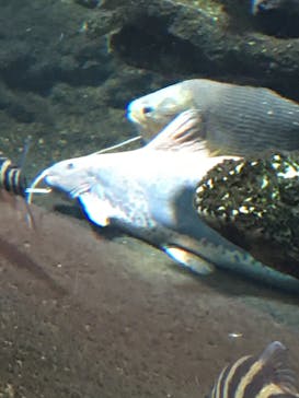 サンシャイン水族館に投稿された画像（2023/3/12）