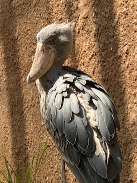 神戸どうぶつ王国に投稿された画像（2023/3/12）