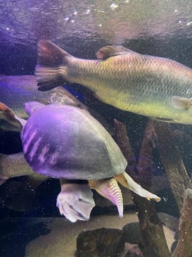 カワスイ 川崎⽔族館に投稿された画像（2023/3/12）