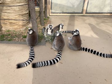 東武動物公園に投稿された画像（2023/3/12）