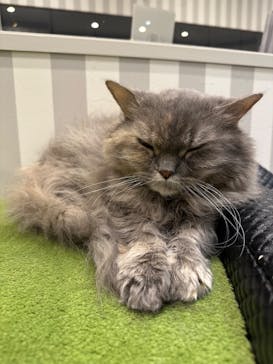 猫カフェモカ　アルシェ大宮店に投稿された画像（2023/3/12）