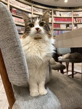 猫カフェモカ　アルシェ大宮店に投稿された画像（2023/3/12）