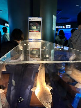 サンシャイン水族館に投稿された画像（2023/3/12）
