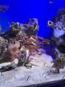 新江ノ島水族館に投稿された画像（2023/3/12）