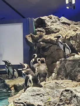 すみだ水族館に投稿された画像（2023/3/12）