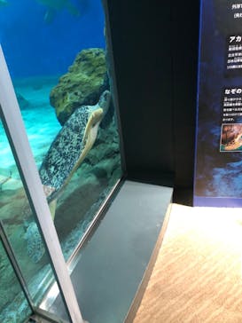 名古屋港水族館に投稿された画像（2023/3/12）