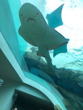 名古屋港水族館に投稿された画像（2023/3/12）