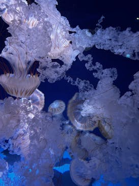 新江ノ島水族館に投稿された画像（2023/3/12）