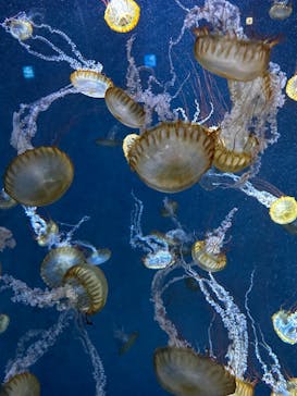 新江ノ島水族館に投稿された画像（2023/3/12）