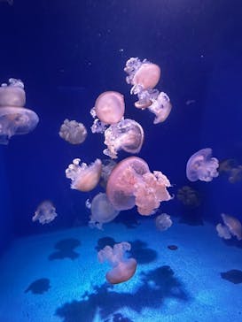 新江ノ島水族館に投稿された画像（2023/3/12）