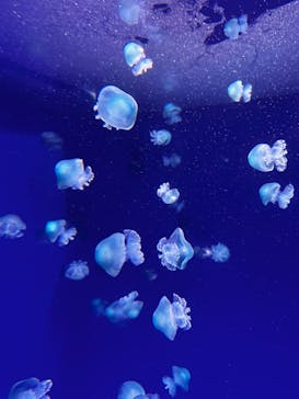 新江ノ島水族館に投稿された画像（2023/3/12）