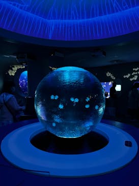 新江ノ島水族館に投稿された画像（2023/3/12）