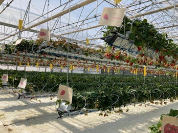 井上寅雄農園に投稿された画像（2023/3/12）