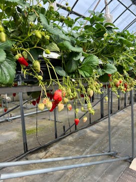 樋の口園に投稿された画像（2023/3/12）