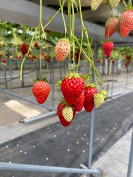 樋の口園に投稿された画像（2023/3/12）