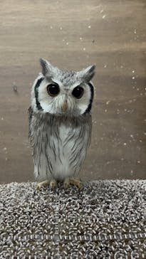 富士花鳥園に投稿された画像（2023/3/12）