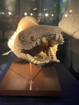 サンシャイン水族館に投稿された画像（2023/3/12）