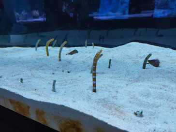 すみだ水族館に投稿された画像（2023/3/12）