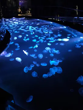 すみだ水族館に投稿された画像（2023/3/12）