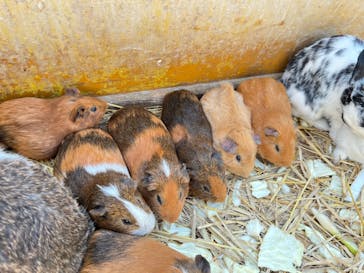しろとり動物園に投稿された画像（2023/3/12）