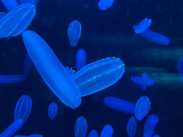 アクアワールド茨城県大洗水族館に投稿された画像（2023/3/12）