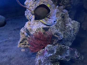 アクアワールド茨城県大洗水族館に投稿された画像（2023/3/12）