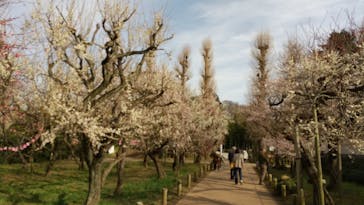 偕楽園本園に投稿された画像（2023/3/12）