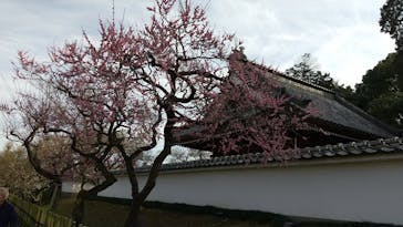 偕楽園本園に投稿された画像（2023/3/12）