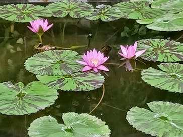 熱川バナナワニ園に投稿された画像（2023/3/12）