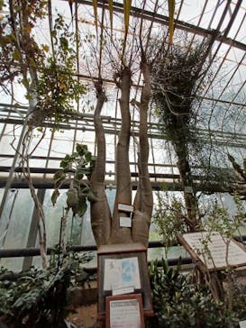 熱川バナナワニ園に投稿された画像（2023/3/12）