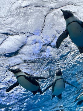 サンシャイン水族館に投稿された画像（2023/3/12）