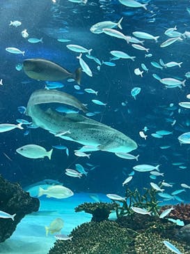 サンシャイン水族館に投稿された画像（2023/3/12）