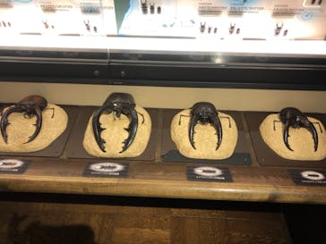 国立科学博物館に投稿された画像（2023/3/13）