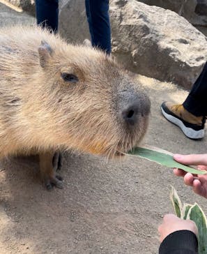 那須どうぶつ王国に投稿された画像（2023/3/13）