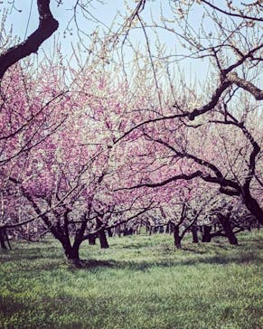 偕楽園本園に投稿された画像（2023/3/13）