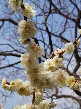 偕楽園本園に投稿された画像（2023/3/13）