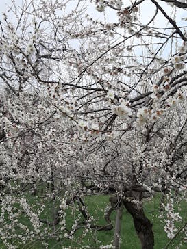 偕楽園本園に投稿された画像（2023/3/13）