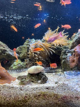 京都水族館に投稿された画像（2023/3/13）