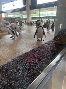 京都水族館に投稿された画像（2023/3/13）