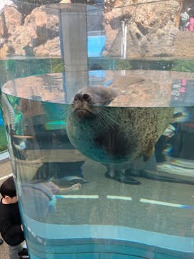京都水族館に投稿された画像（2023/3/13）
