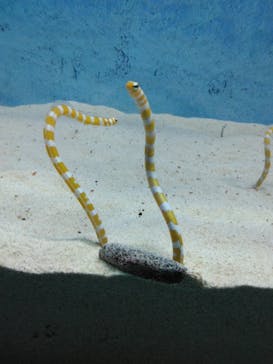 大分マリーンパレス水族館 「うみたまご」に投稿された画像（2023/3/13）