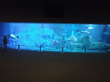 大分マリーンパレス水族館 「うみたまご」に投稿された画像（2023/3/13）