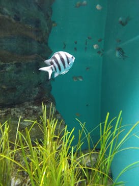 大分マリーンパレス水族館 「うみたまご」に投稿された画像（2023/3/13）