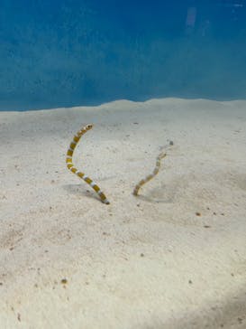 大分マリーンパレス水族館 「うみたまご」に投稿された画像（2023/3/13）