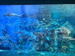 大分マリーンパレス水族館 「うみたまご」に投稿された画像（2023/3/13）