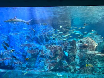 大分マリーンパレス水族館 「うみたまご」に投稿された画像（2023/3/13）