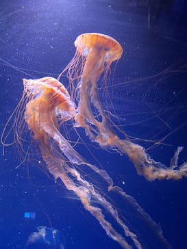 鴨川シーワールドに投稿された画像（2023/3/13）